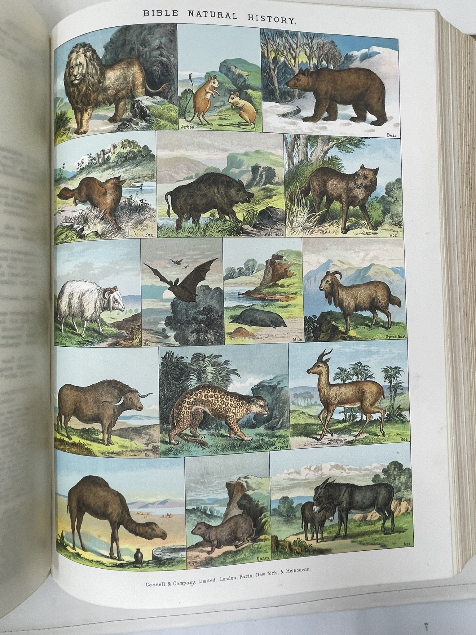 956 Sold Stunning Bible in Superb Condition - Cassells and Company 1880 - Image 8