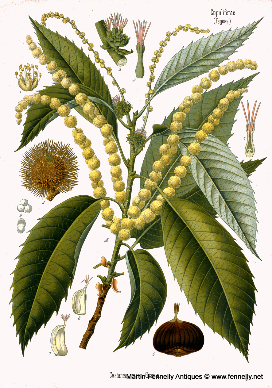 715 Sold Set of Six Framed Medical Plant Prints - Image 5