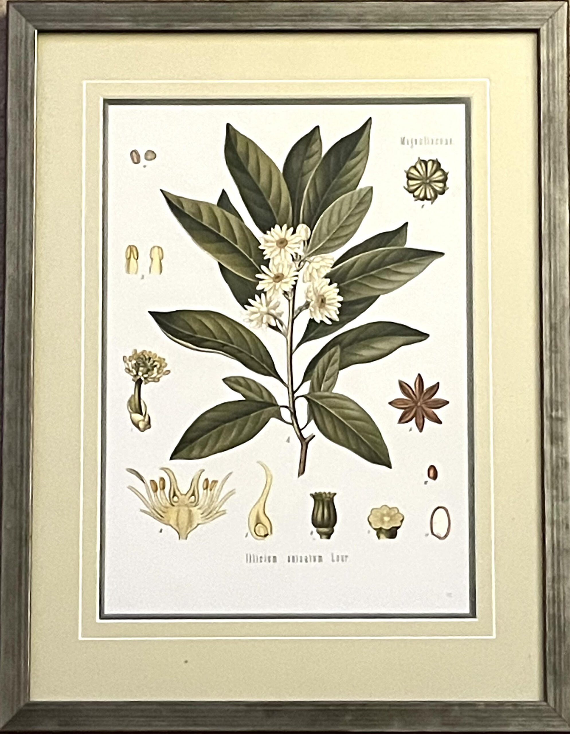 715 Sold Set of Six Framed Medical Plant Prints - Image 7