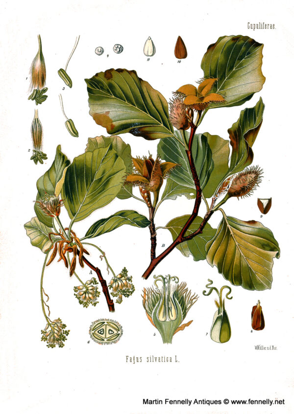 715 Sold Set of Six Framed Medical Plant Prints