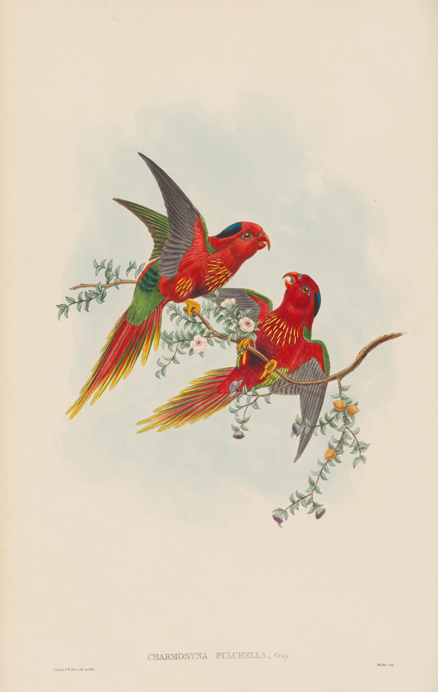 794 Sold Set of 12 Framed Engravings of Goulds Birds of New Guinea - Image 10