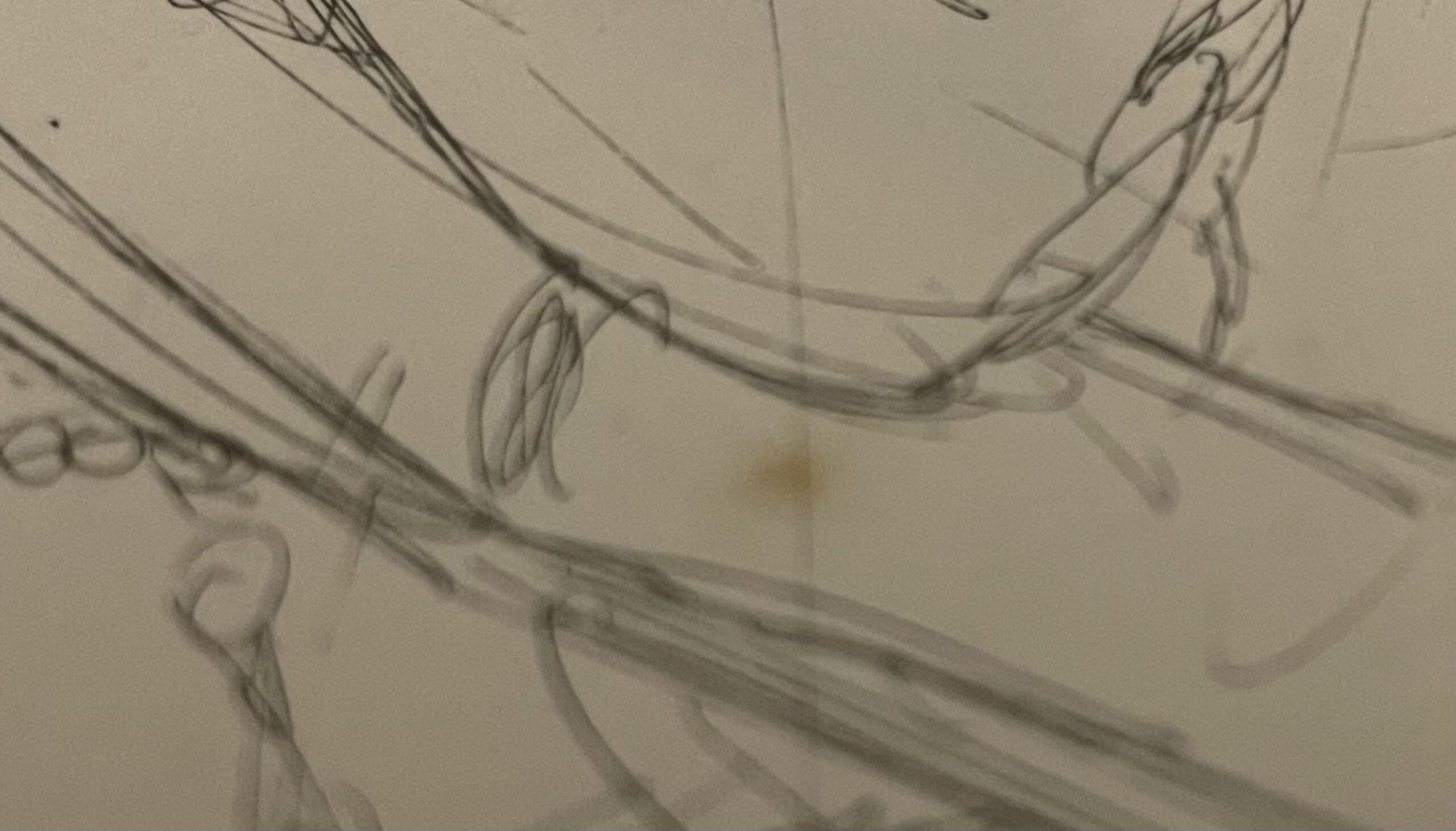 075 Sold Very Rare Elizabeth Peyton Limited Edition Print - Flowers Diaghilev - Image 6