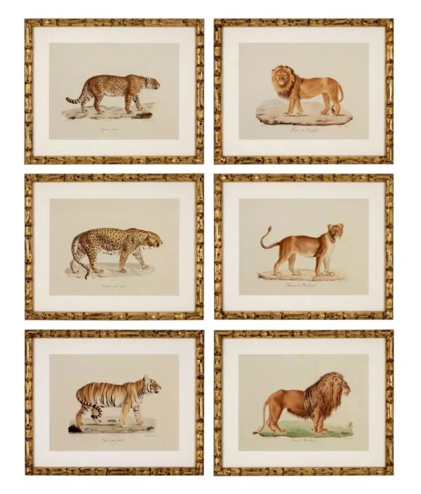 904 Sold Superb Set of 6 - Big Cat Engravings - Framed