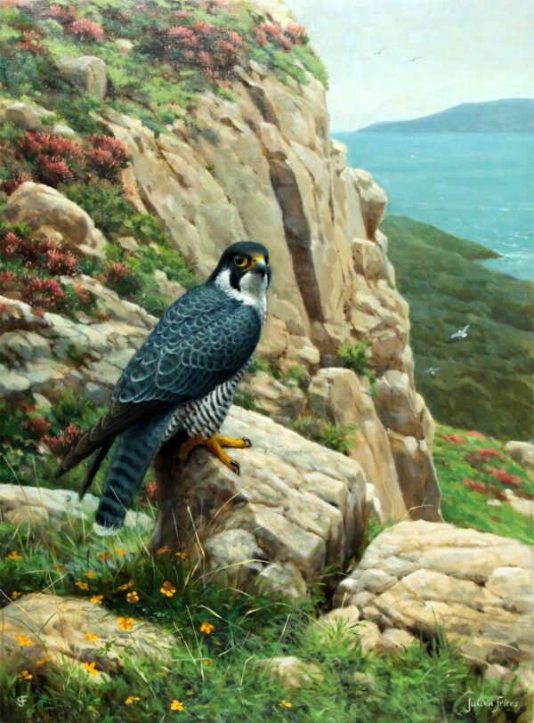 042 Sold Julian Friers - Falcon - Oil on Canvas - 'Peregrine Falcon'