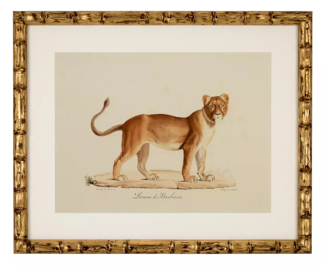 904 Sold Superb Set of 6 - Big Cat Engravings - Framed - Image 5