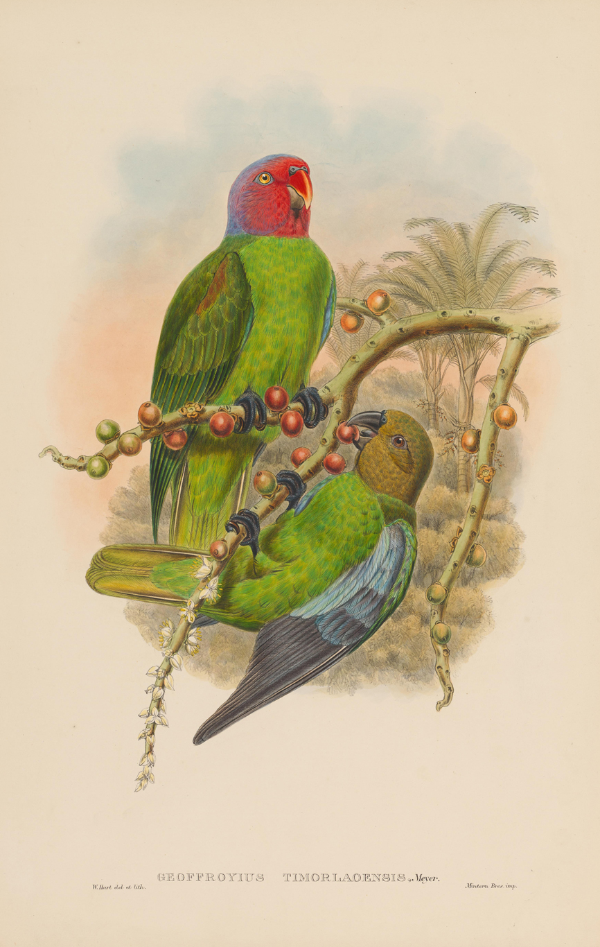 794 Sold Set of 12 Framed Engravings of Goulds Birds of New Guinea - Image 9
