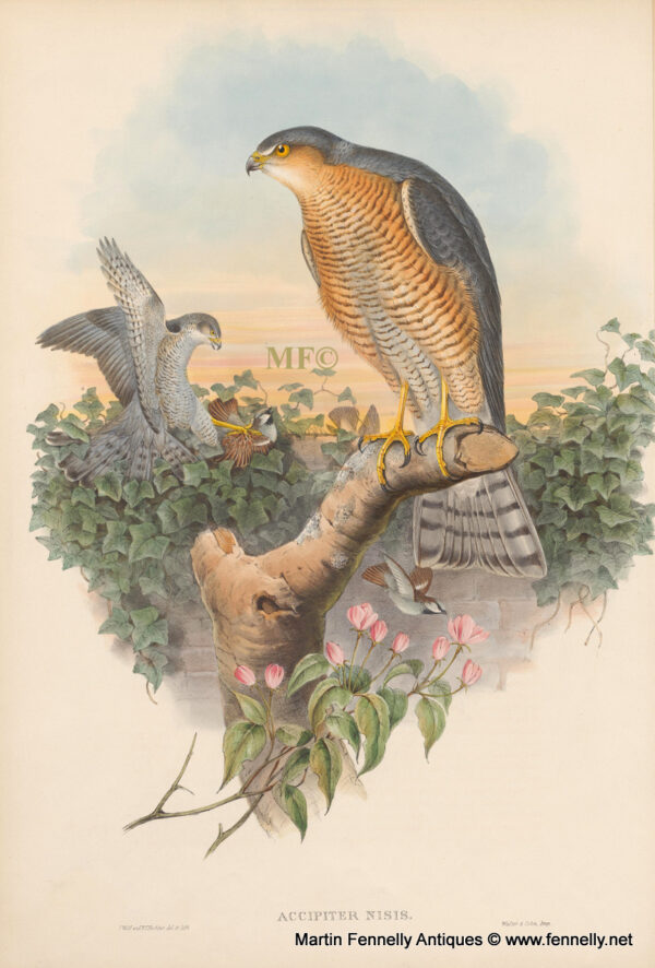 347 Sold Set of 12 Framed John Gould Engravings - Publication Date 1873